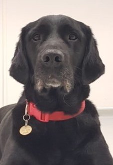 A black labrador dog