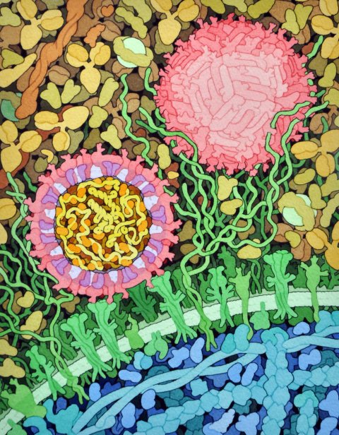 Illustration of the protein structure of a zika virus