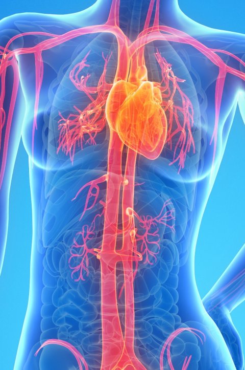 3D illustration of the female vascular system in a transparent body