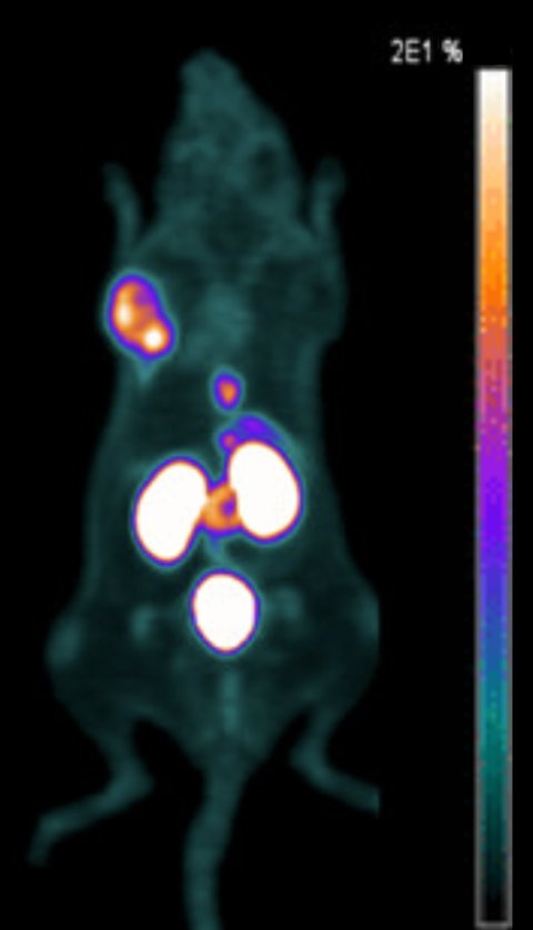 PET imaging of a mouse, with several highlighted areas in white