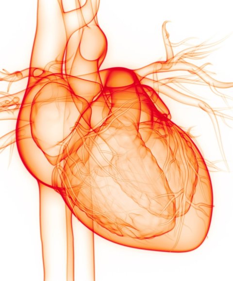 Illustration der Herz-Anatomie in orange auf weißem Hintergrund