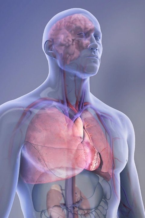 Organs in the body - transparent illustration