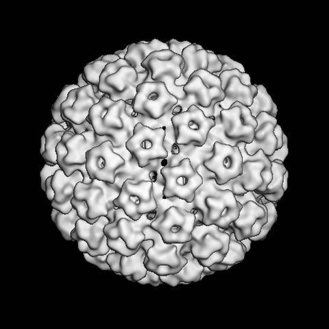 Model of a human papillomavirus