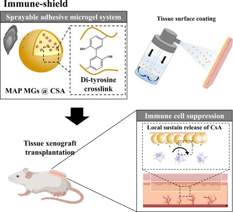 Schematic illustration of research findings, with a spray applied to xenograft transplants to prevent immune rejection in a mouse model