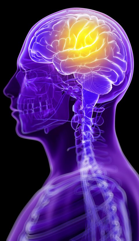 3D illustration of a person's head, with the brain highlighted in yellow light