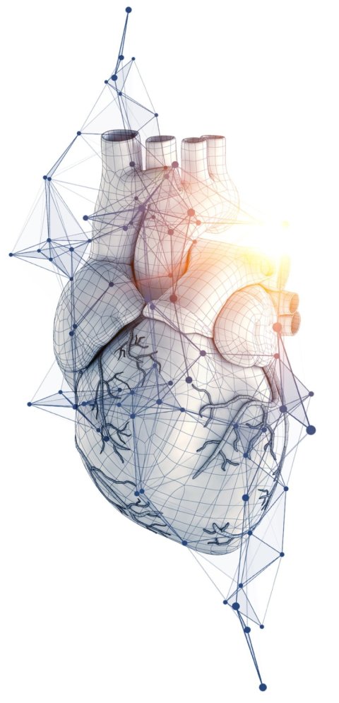 Digital model of a human heart, polygonal model