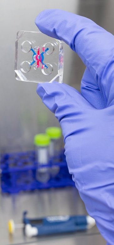 Closeup photo of a hand in a protective rubber glove holding a small transparent plastic rectangle with fine red and blue structures in it