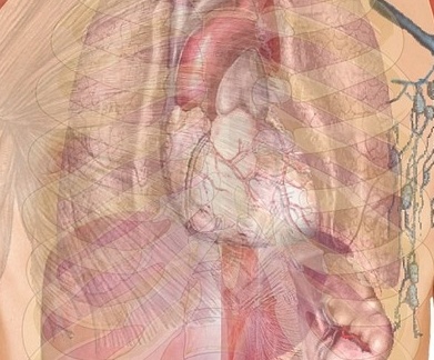 anatomy woman heart