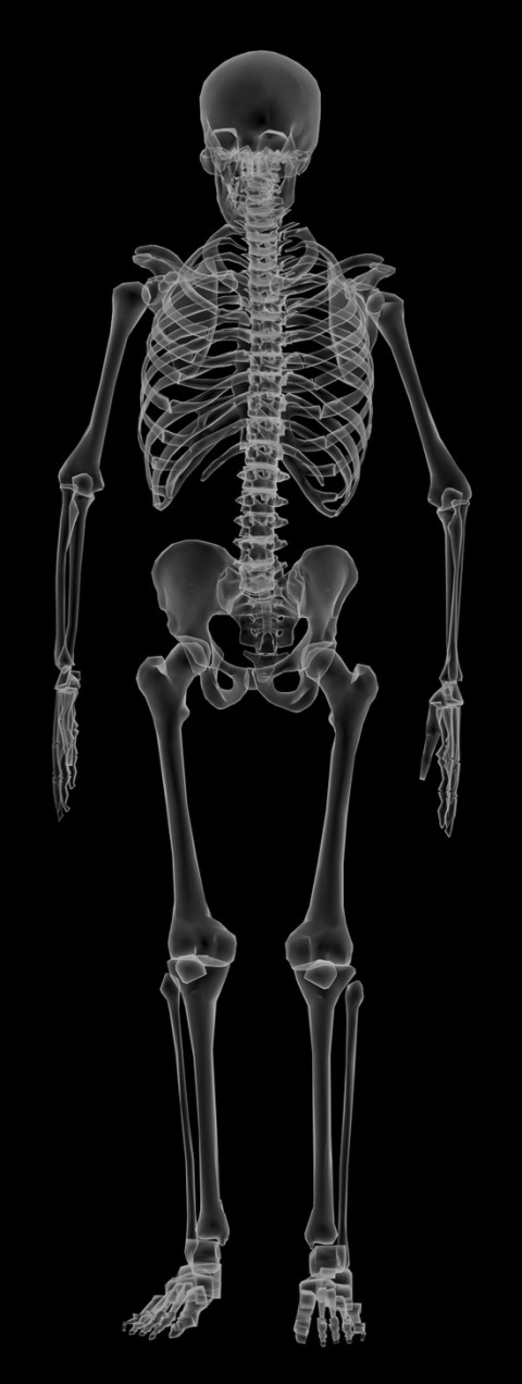 3d skeleton anatomy