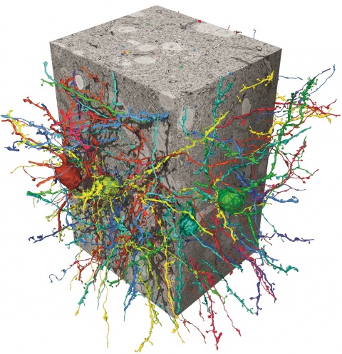 3d reconstruction of nerve cells