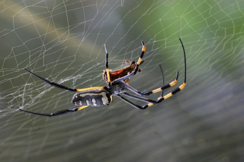 golden orb spider in a cobweb