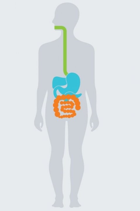 schematic of human digestive system