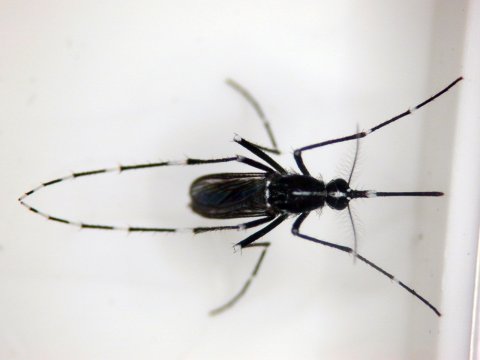 Aedes albopictus, asian tiger mosquito