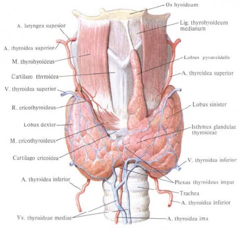 anatomical schematic of thyroid gland