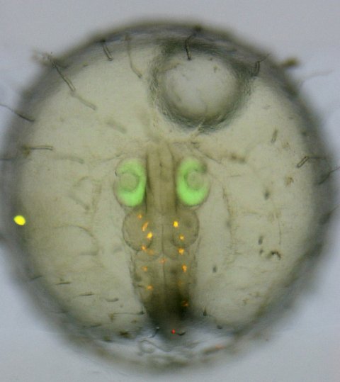 embryo of the medaka fish