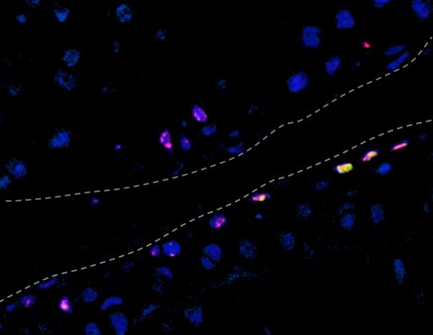 Mouse joint cartilage