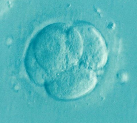 IVF embryonal cells
