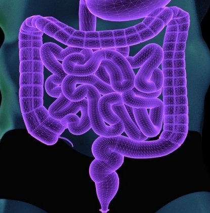 3d illustration of human intestine